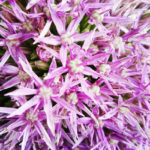 Allium globemaster