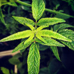 Cedronella - Cedronella canariensis