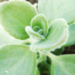 Coleus aromaticus