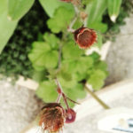 Geum rivale