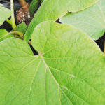 Hoja santa piper auritum