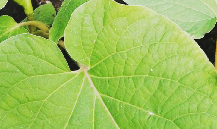 Hoja santa
