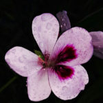 Pelargonium