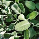 Salvia officinalis