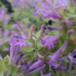 Thymus longiflorus