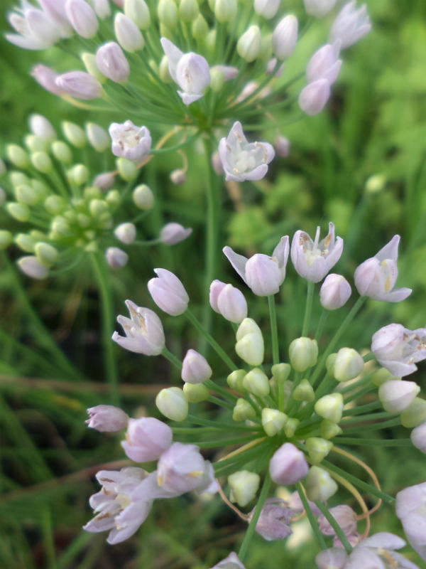aglio di palude allium angulosum aglio di palude allium angulosum
