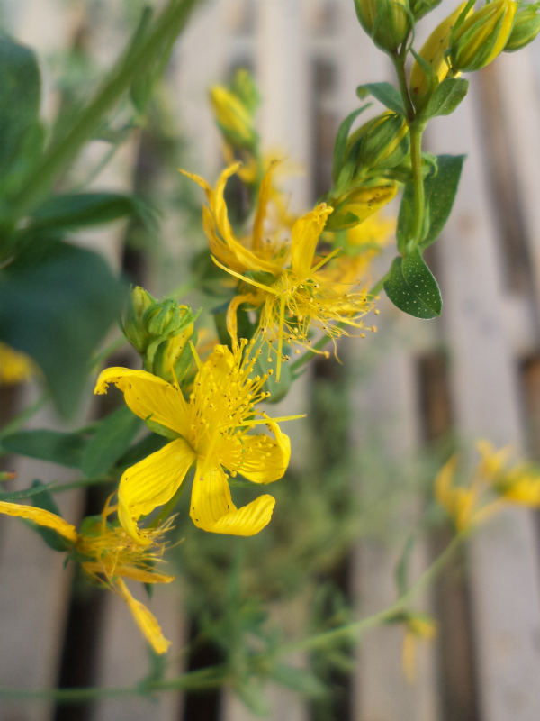 iperico erba di san giovanni hypericum perforatum iperico erba di san giovanni hypericum perforatum