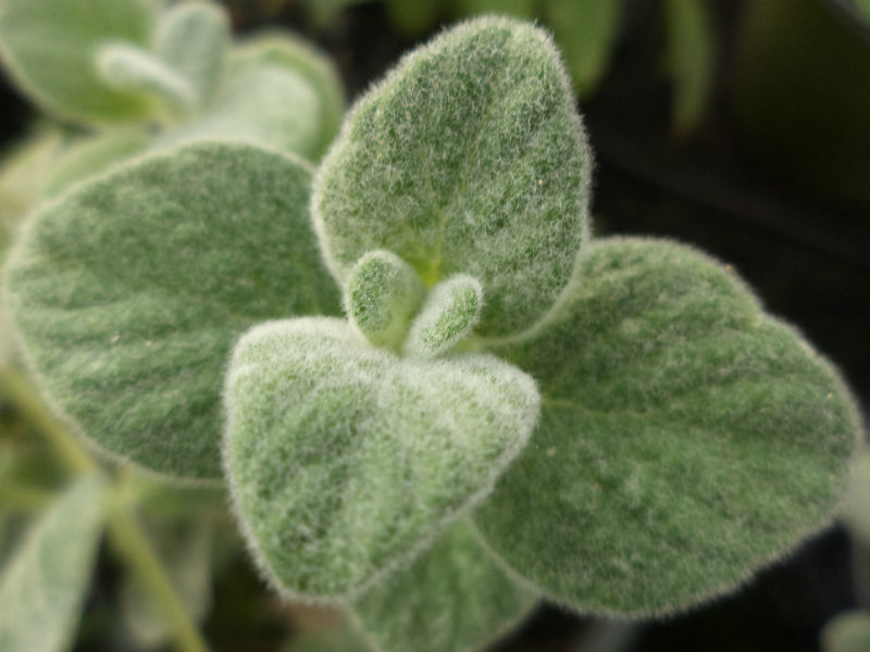 origano di creta origanum dictamnus