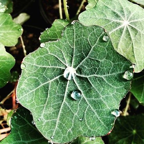 tropaeolum majus nasturzio tropaeolum majus nasturzio