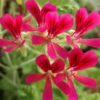 geranium hazelnut pelargonium concolor lace