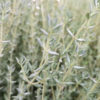 timo arancia thymus fragrantissimus