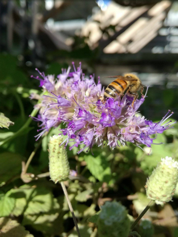 erba anice agastache foeniculum
