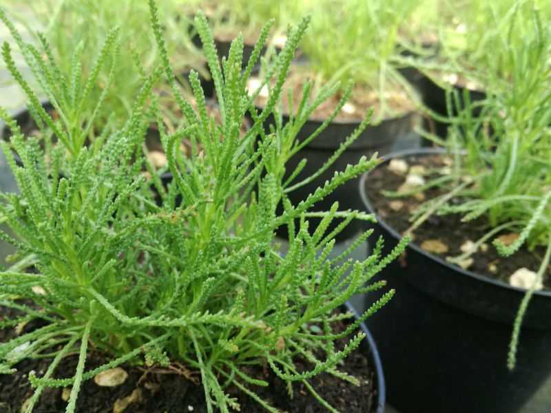 kraut oliva santolina viridis