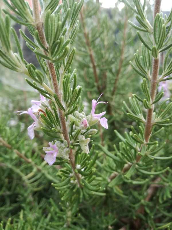 majorca pink rosmarinus rosmarino majorca pink