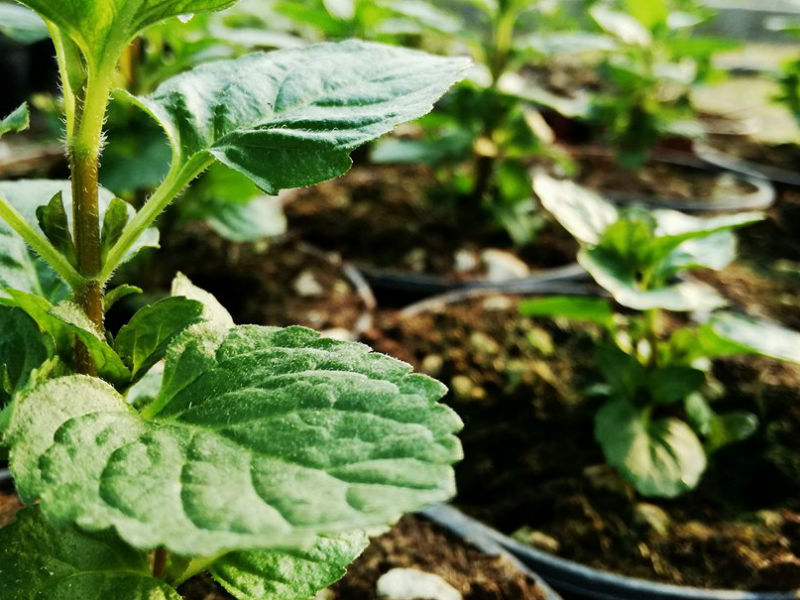 Mentha Citrata Basilikum Minze Basilikum