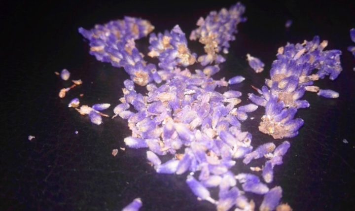 IT'S TIME FOR AROMATIC BLOOMS!