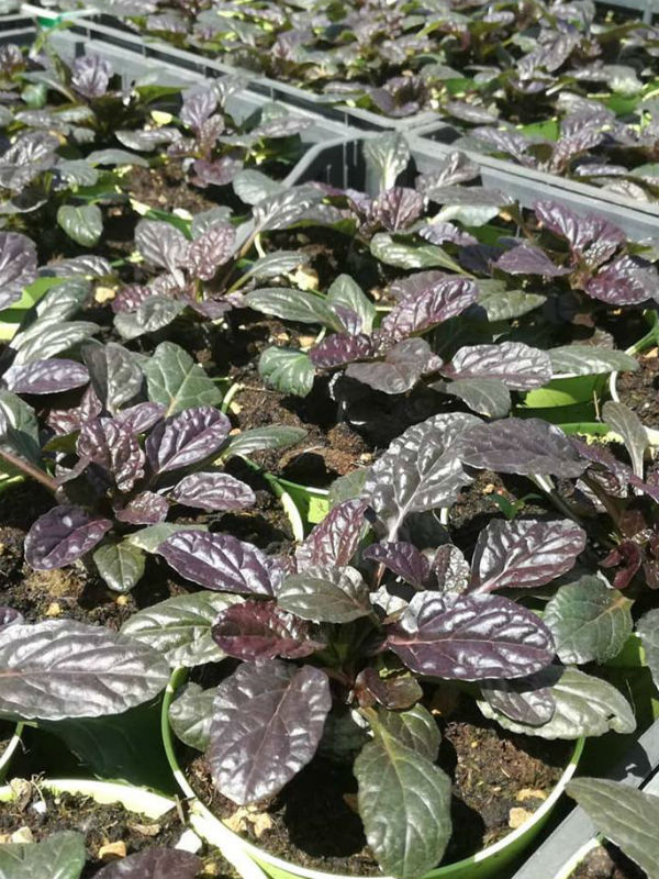 bugola ajuga reptans