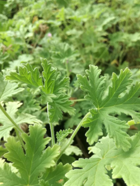 erba rosa pelargonium graveolens
