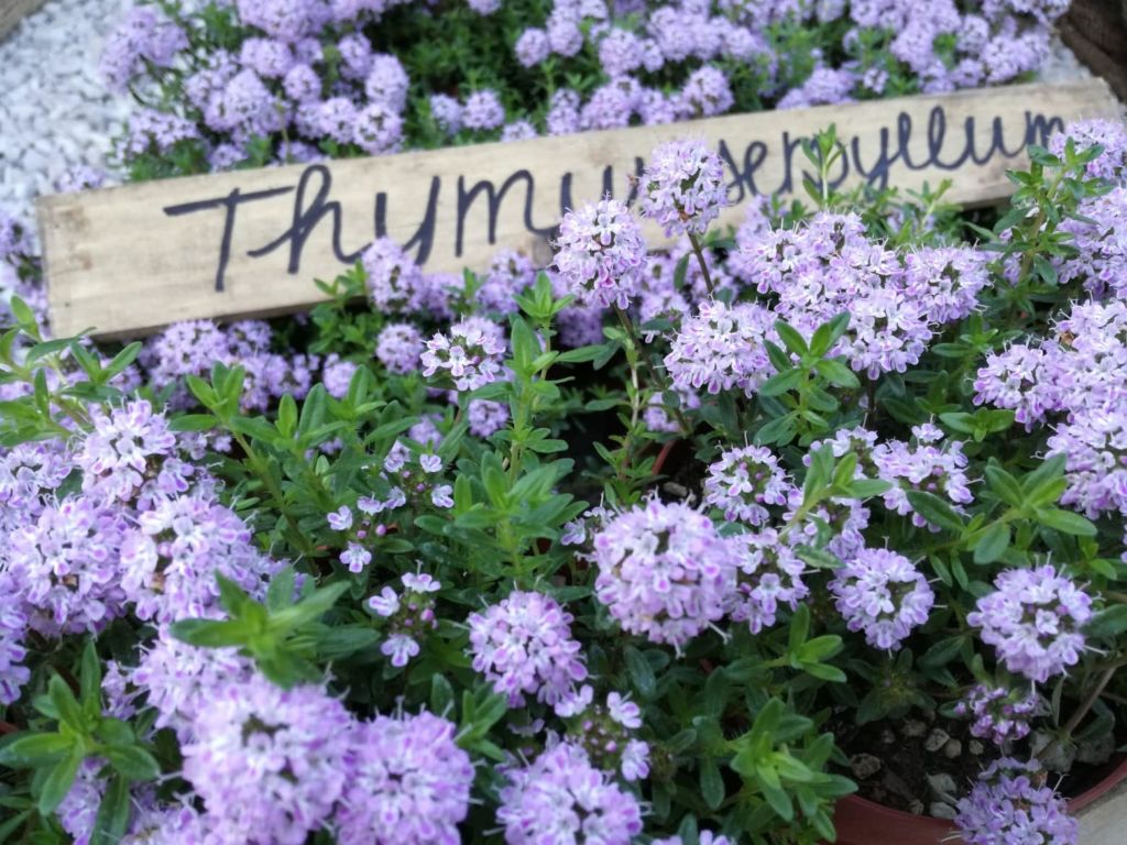 fleur de thym sauvage timo serpillo fiore