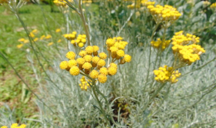 Helichrysum italicum und die Herrlichkeit eines antiken Griechenlands