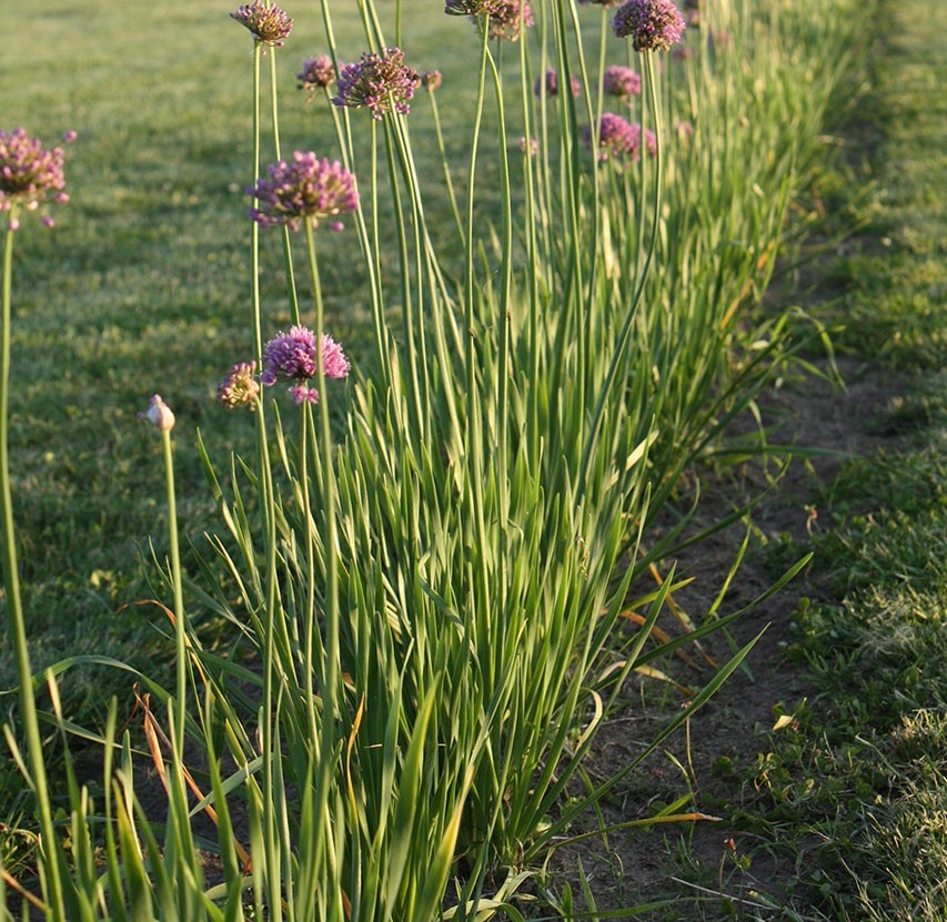 aglio cipollino allium hybride
