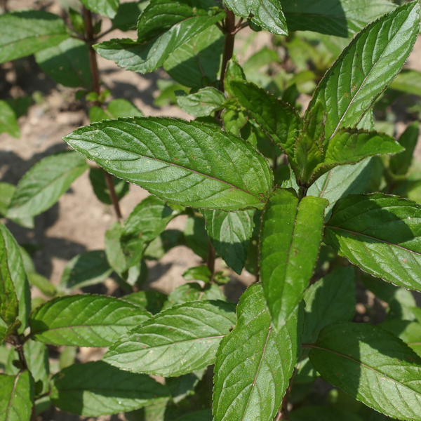 menta cioccolato