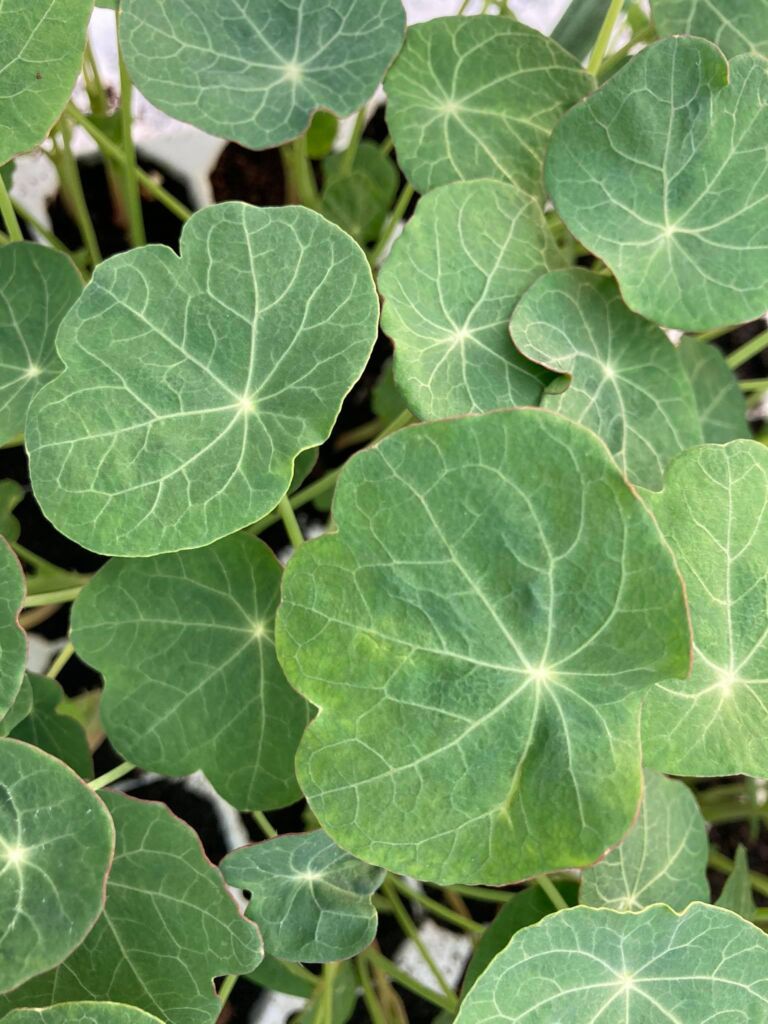 tropaeolum majus nasturzio