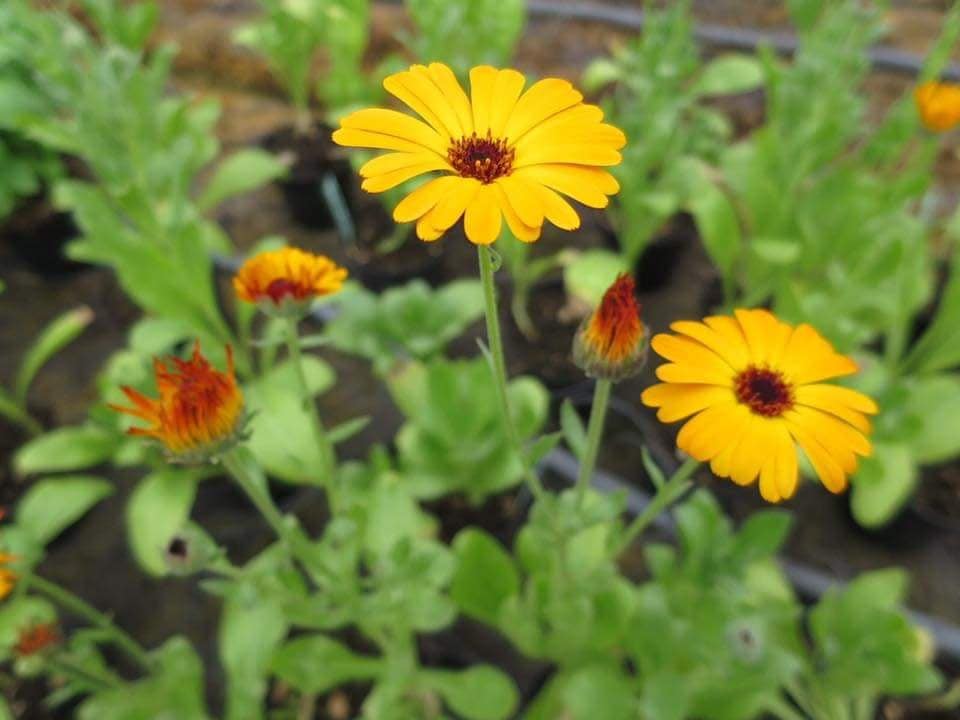 calendula calendula officinalis