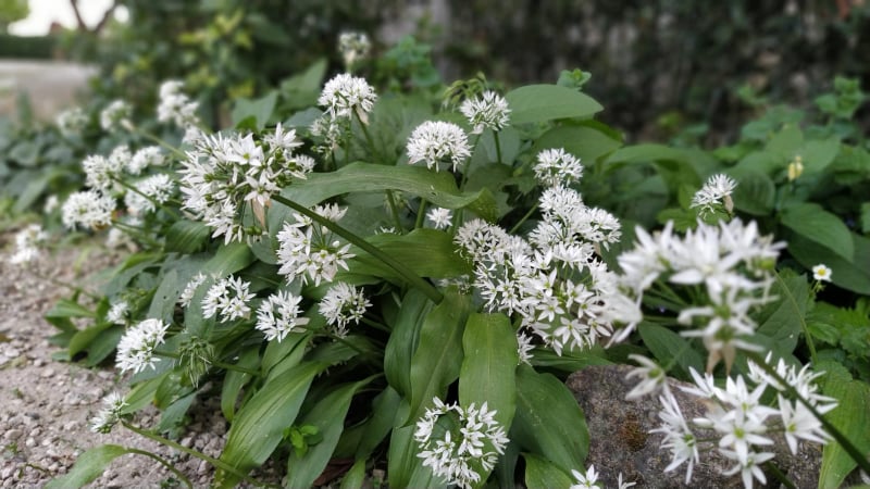 allium ursinum aglio orsino
