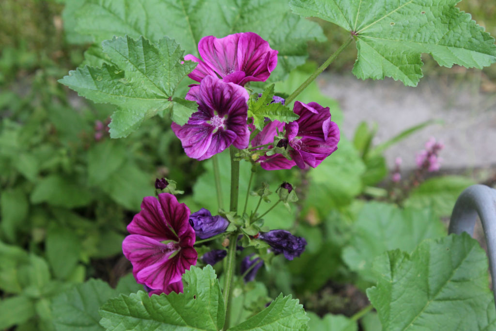 malva sylvestris mautitiana
