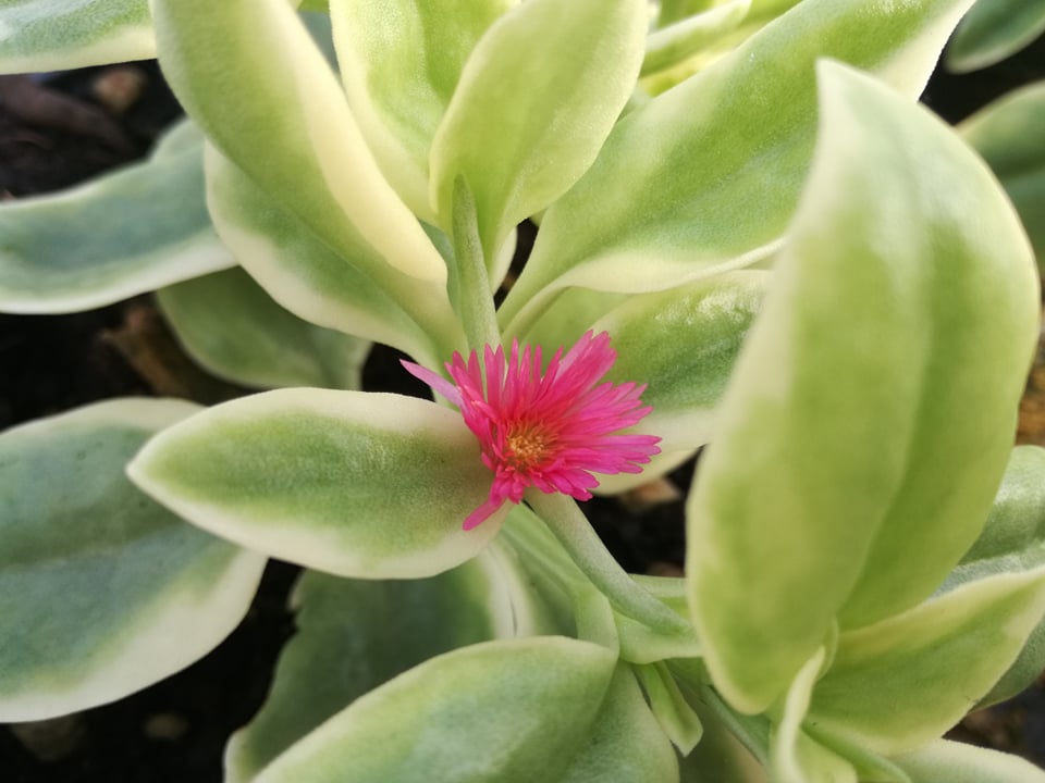 aptenia variegata acetosa sicula variegata