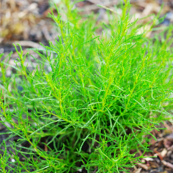 erba oliva