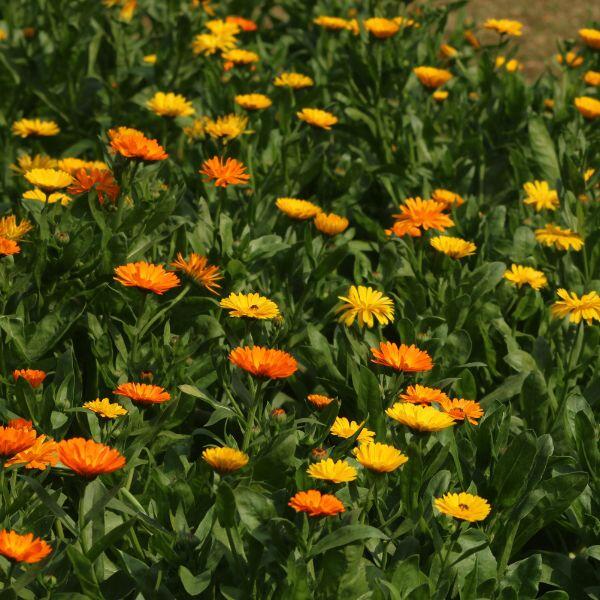 Ringelblume