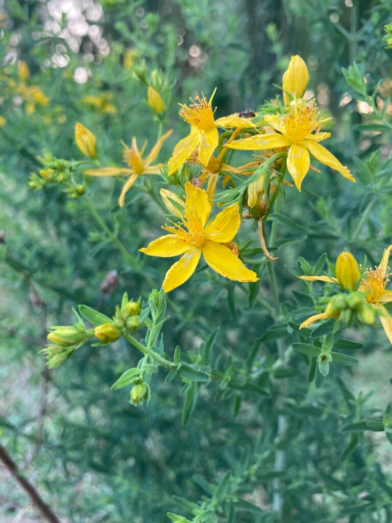 iperico fiore