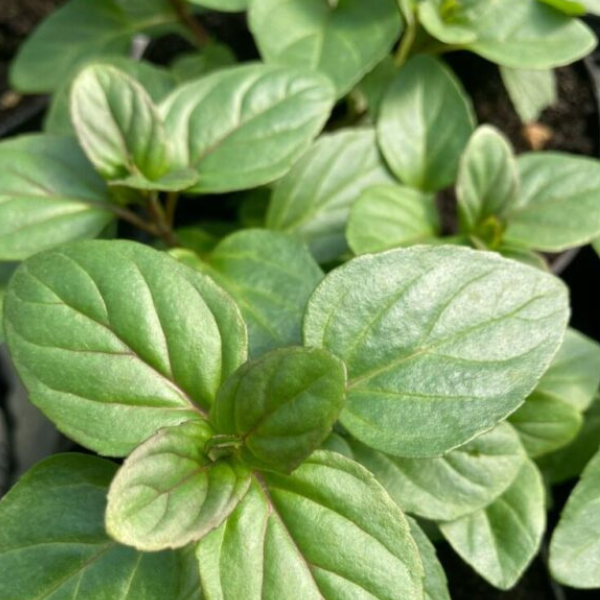 menta bergamotto