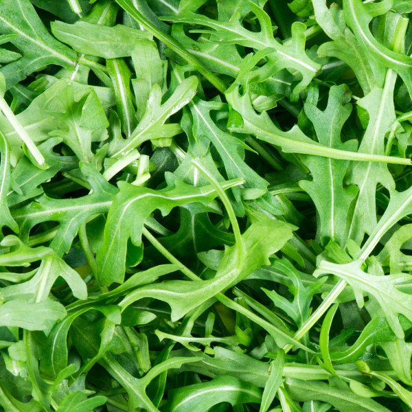 rucola selvatica