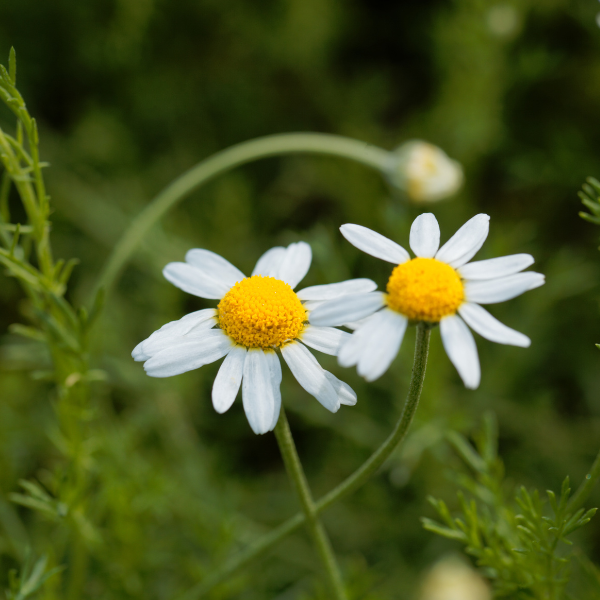 Anthemis nobilis