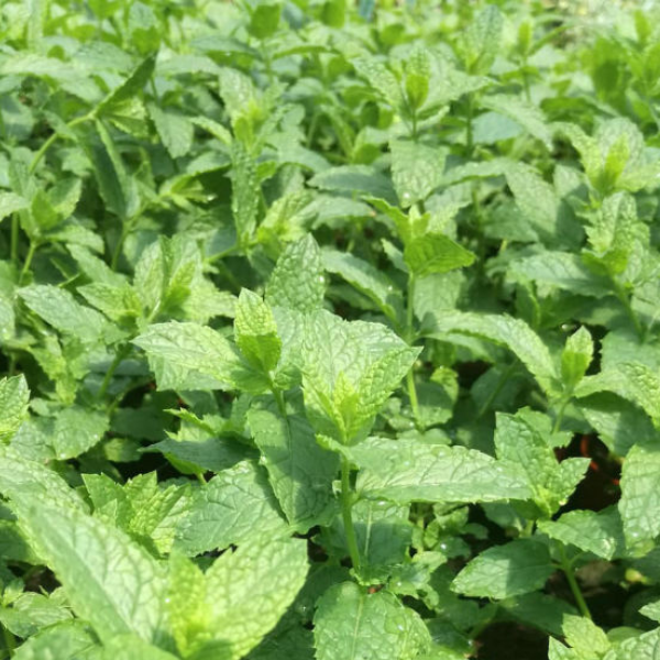 menta marocchina