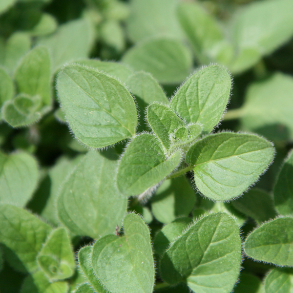 origano piccante