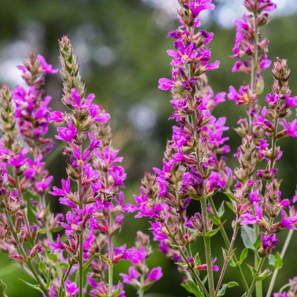 salicaria