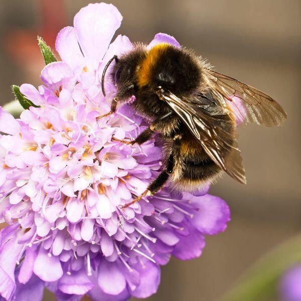 scabiosa