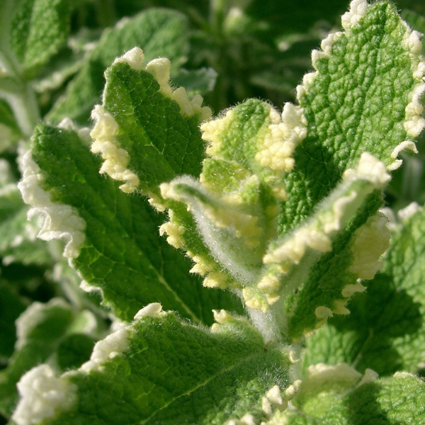menta ananas