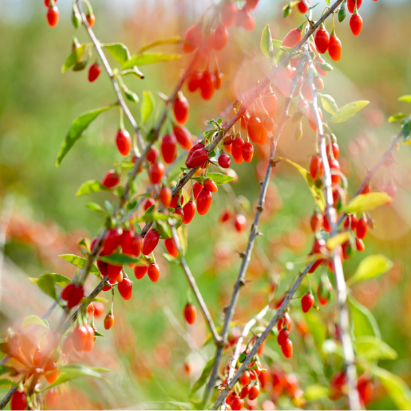 bacche di goji