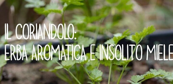 Il coriandolo: erba aromatica e insolito miele!