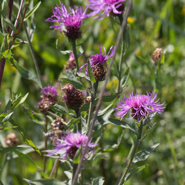 bleuet violet