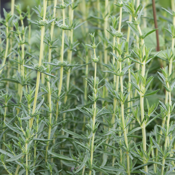 menta cervina
