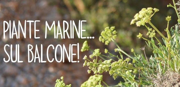 Piante marine anche sul balcone!
