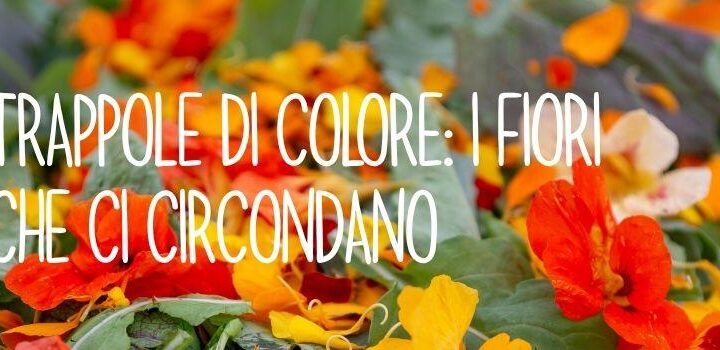 Trappole di colore: i fiori che ci circondano