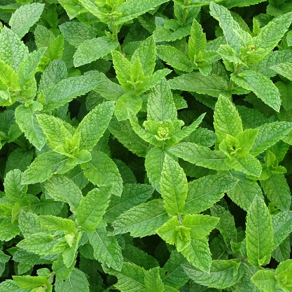 menta piperita