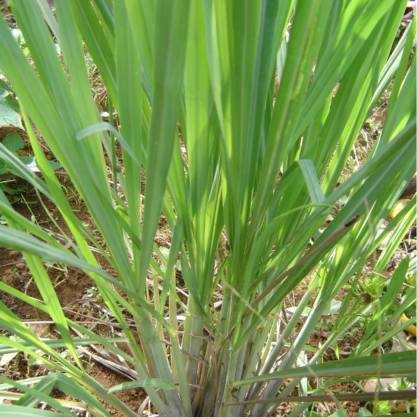 lemongrass